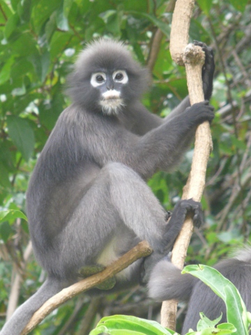 Dusky Langur on limb